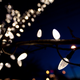 Illustration for article titled Photo Contest: Christmas Lights